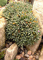 Delosperma sphalmanthoides