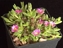 Drosanthemum hispidum Drosanthemum hispidum