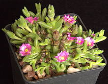 Drosanthemum hispidum