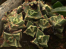 Faucaria tigrina