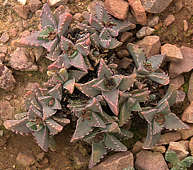 Faucaria felina