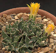 Faucaria paucidens