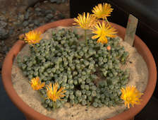 Fenestraria rhopalophylla subspecies aurantiaca