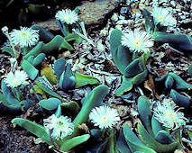 Gibbaeum velutinum