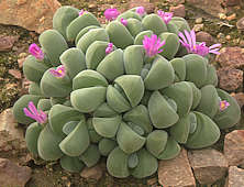 Gibbaeum dispar