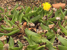 Glottiphyllum regium Syn. G. compressum