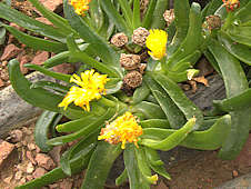 Glottiphyllum oligocarpum