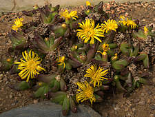 Glottiphyllum nelii Syn. G. pygmaeum