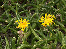 Glottiphyllum peersii