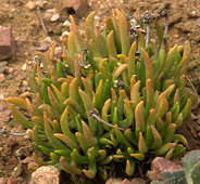  Hereroa calycina