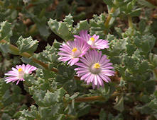 Lampranthus deltoides