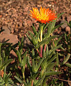 Lampranthus aureus