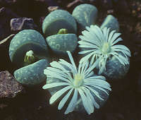 Lithops lesliei