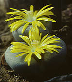 Lithops localis