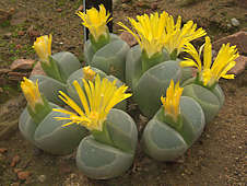 Lithops olivacea