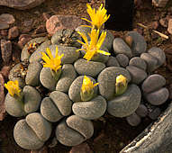 Lithops localis