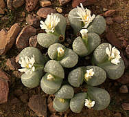 Lithops marmorata