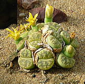 Lithops bromfieldii var. insularis cv. sulphurea