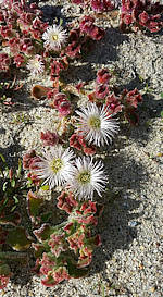 Mesembryanthemum crystallinum