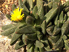 Nananthus vittatus