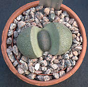 Pleiospilos nelii