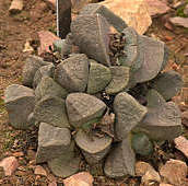 Pleiospilos bolusii