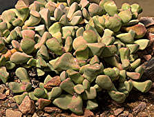 Pleiospilos compactus ssp. cana