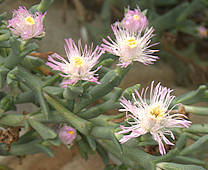 Ruschia perfoliata