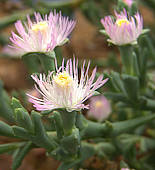 Ruschia perfoliata flower