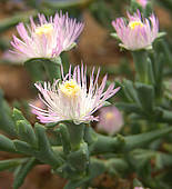 Ruschia perfoliata