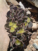 Ruschianthus falcatus - photo Joel Lode