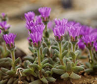 Trichodiadema stellatum