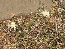 Ruschia calycina Syn. Zeuktophyllum calycinum