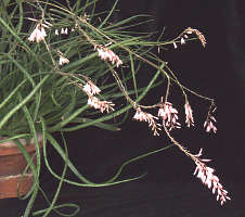 Aloe bellatula