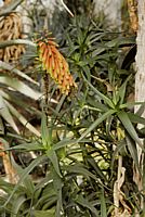 Aloe ciliaris