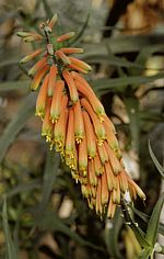 Aloe cliaris
