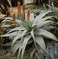 Aloe pseudorubroviolaceae