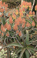 Aloe palmiformis