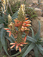 Aloe newtonii