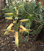 Aloe squarrosa flower