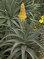 Aloe africana