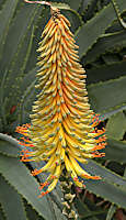 Aloe africana