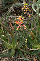 Aloe forbesii