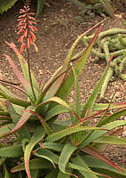 Aloe cameronii