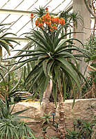 Aloe rupestris