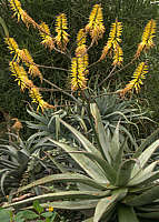 Aloe marlothii