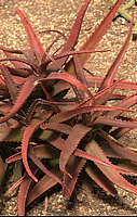 Aloe cameronii