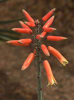 Aloe plicatilis flower