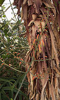 Aloe bulbillifera