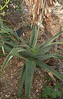 Aloe bulbillifera